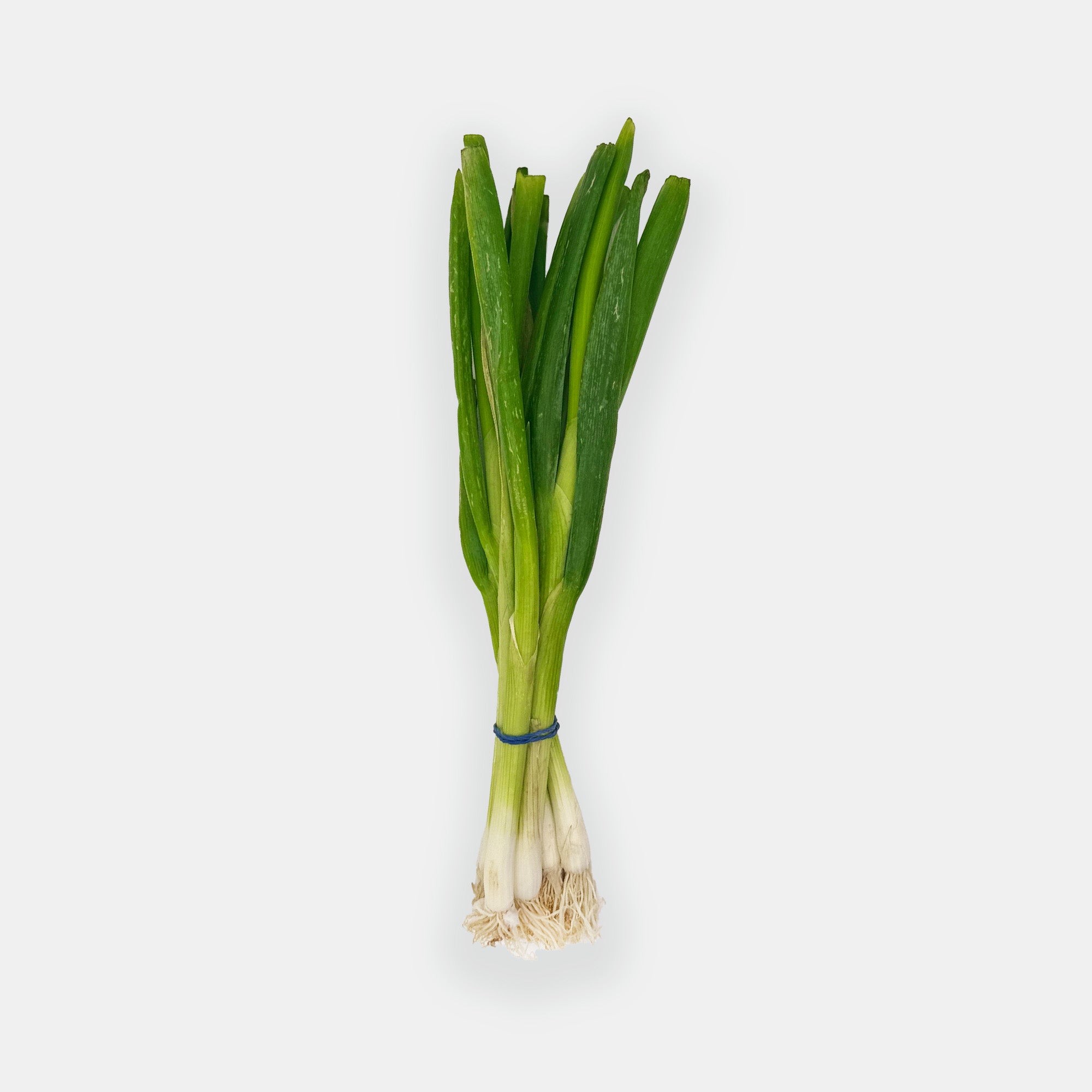 Cébette, 1 botte